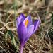 Purple crocus flower by Sergey Vasilev