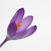 Purple Crocus in bloom