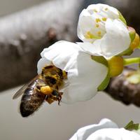 Bee with pollen basket