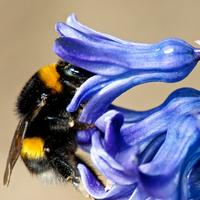 Bumblebee on purple hyacinth