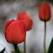 Spring garden tulips by Sergey Vasilev