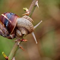 Snail on thorny path