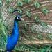 Indian peacock by Sergey Vasilev