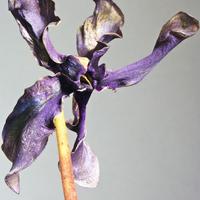 Wilted cyclamen flower