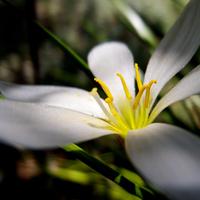 Beauty of the Zephyranthes flower