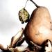 Delicious Dried Brown Pears by Sergey Vasilev