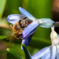 European honey bee extracts nectar from purple hyacinth