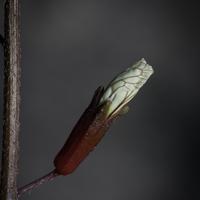 Flower bud of Eruca sativa