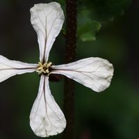 Flower of Eruca sativa