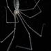 Pholcus phalangioides (Longbodied Cellar Spider) by Sergey Vasilev
