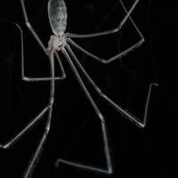 Pholcus phalangioides (Longbodied Cellar Spider)