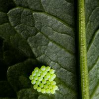 Green Insect Eggs on a leaf