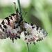 Apollo butterfly or Mountain Apollo (Parnassius apollo)