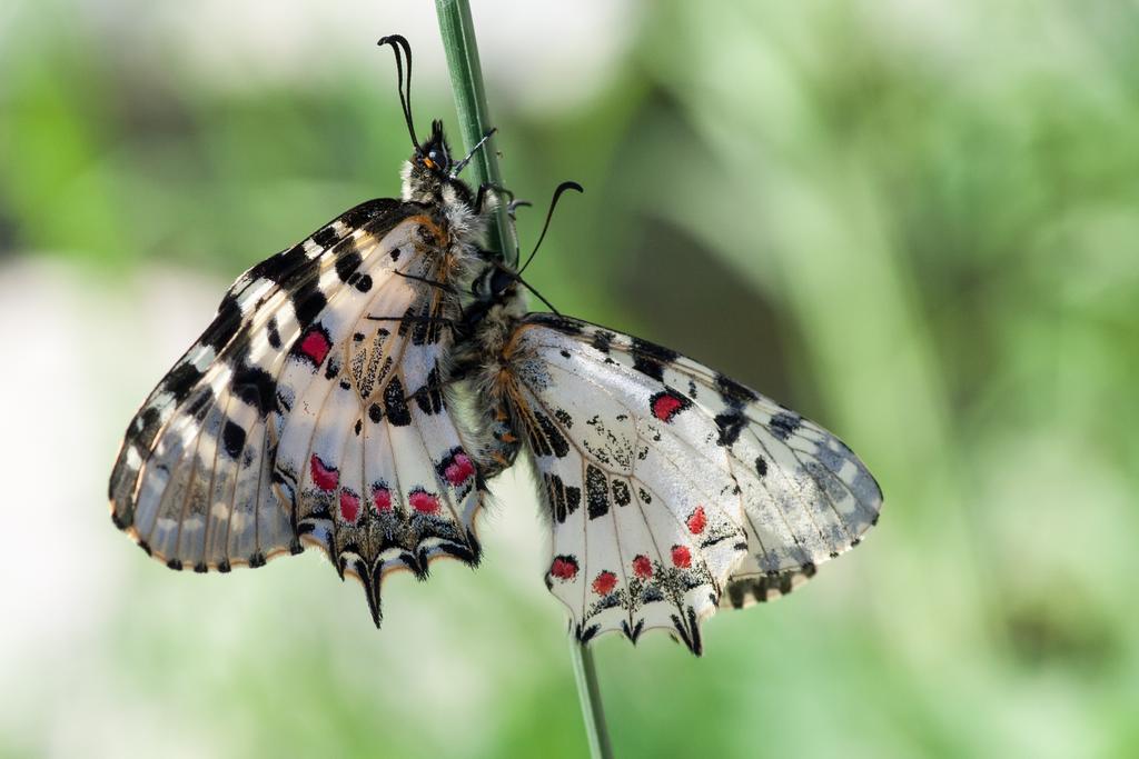 Macro photograph Apollo butterfly or Mountain Apollo (Parnassius apollo). by Sergey Vasilev on PhotoCodex
