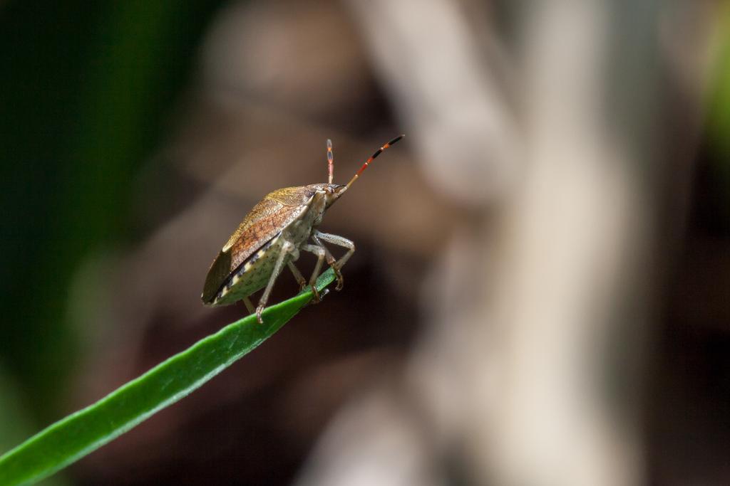 Macro photograph Brown marmorated stink bug. by Sergey Vasilev on PhotoCodex