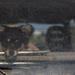 A puppy behind the dirty rear window by Sergey Vasilev