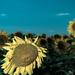 Sunflower by Sergey Vasilev