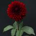 Beautiful dark red dahlia