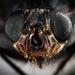 Extreme close-up of a fly by Sergey Vasilev