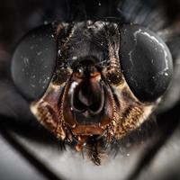 Extreme close-up of a fly