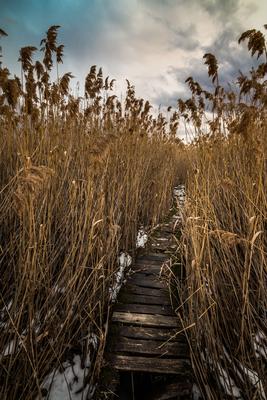 The path through the swamp