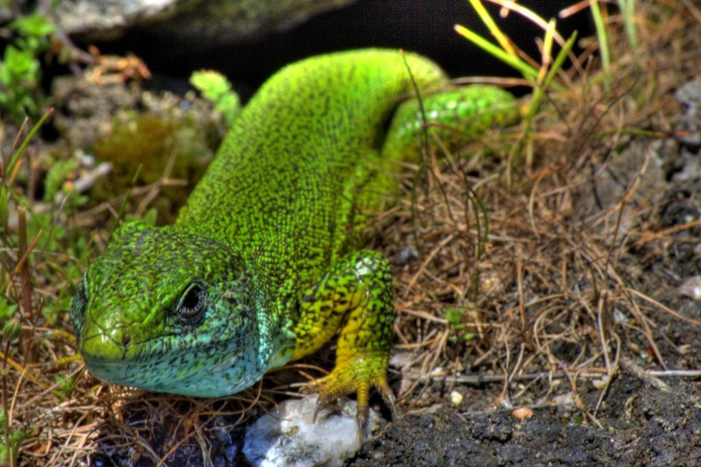 Animals photograph European Green Lizard. by Sergey Vasilev on PhotoCodex